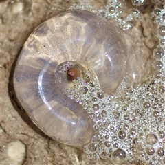 Unidentified Marine Invertebrate at Merimbula, NSW - 8 Dec 2024 by PeteSnapz