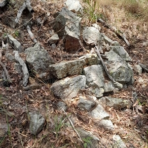 Unidentified Fossil / Geological Feature at Pappinbarra, NSW by jonvanbeest