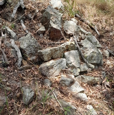 Unidentified Fossil / Geological Feature at Pappinbarra, NSW - 31 Dec 2024 by jonvanbeest