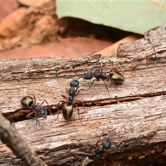 Dolichoderus scabridus (Dolly ant) at Cotter River, ACT - 28 Dec 2024 by NateKingsford