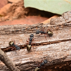 Dolichoderus scabridus (Dolly ant) at Cotter River, ACT by NateKingsford