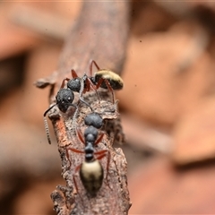 Dolichoderus scabridus at Cotter River, ACT - 28 Dec 2024 01:00 PM