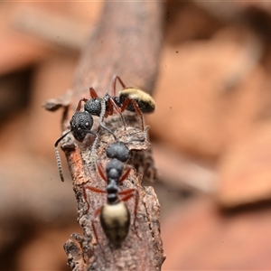 Dolichoderus scabridus at Cotter River, ACT - 28 Dec 2024 01:00 PM