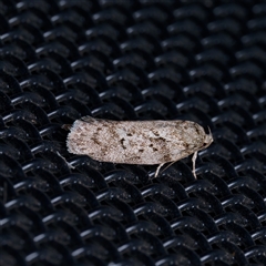 Philobota philostaura (A Concealer moth (Philobota group)) at Harrison, ACT - 30 Dec 2024 by DPRees125