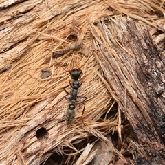 Myrmecia sp., pilosula-group (Jack jumper) at Cotter River, ACT - 28 Dec 2024 by NateKingsford