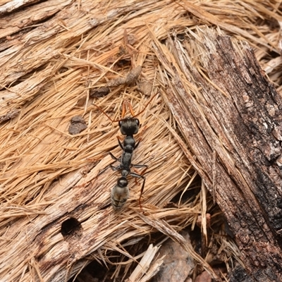 Myrmecia sp., pilosula-group (Jack jumper) at Cotter River, ACT - 28 Dec 2024 by NateKingsford