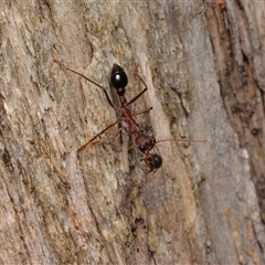 Myrmecia sp. (genus) (Bull ant or Jack Jumper) at Cotter River, ACT - 28 Dec 2024 by NateKingsford