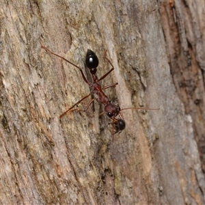 Myrmecia sp. (genus) at Cotter River, ACT - 28 Dec 2024 01:09 PM