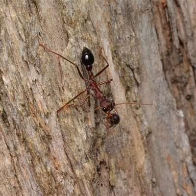 Myrmecia sp. (genus) (Bull ant or Jack Jumper) at Cotter River, ACT - 28 Dec 2024 by NateKingsford