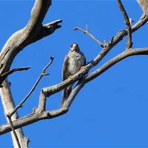 Manorina melanocephala (Noisy Miner) at Wodonga, VIC by KylieWaldon