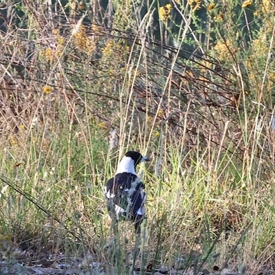 Gymnorhina tibicen (Australian Magpie) at Wodonga, VIC - 26 Dec 2024 by KylieWaldon