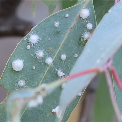 Glycaspis sp. (genus) (Unidentified sugary lerp) at Wodonga, VIC - 26 Dec 2024 by KylieWaldon