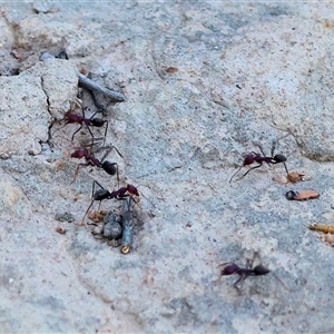 Iridomyrmex purpureus (Meat Ant) at Wodonga, VIC by KylieWaldon