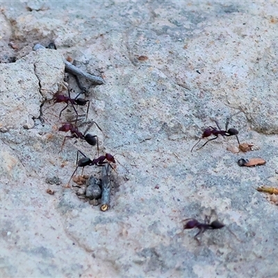 Iridomyrmex purpureus (Meat Ant) at Wodonga, VIC - 26 Dec 2024 by KylieWaldon