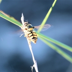 Simosyrphus grandicornis (Common hover fly) at Wodonga, VIC - 26 Dec 2024 by KylieWaldon