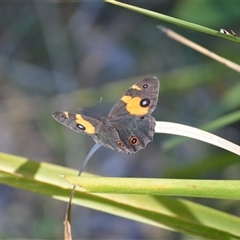 Tisiphone abeona (Varied Sword-grass Brown) at Termeil, NSW - 30 Dec 2024 by plants