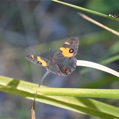 Tisiphone abeona (Varied Sword-grass Brown) at Termeil, NSW - 30 Dec 2024 by plants