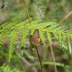 Hypocysta metirius (Brown Ringlet) at Termeil, NSW - 30 Dec 2024 by plants