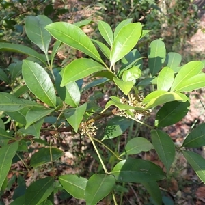 Synoum glandulosum subsp. glandulosum (Scentless Rosewood) at Termeil, NSW by plants