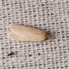 Scieropepla reversella (A Gelechioid moth (Xyloryctidae)) at Harrison, ACT - 30 Dec 2024 by DPRees125