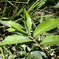 Notelaea longifolia f. longifolia (Mock Olive) at Termeil, NSW - 29 Dec 2024 by plants