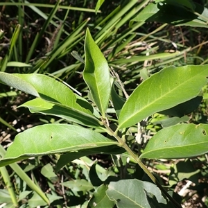 Notelaea longifolia f. longifolia at Termeil, NSW - 30 Dec 2024 08:38 AM