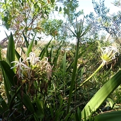 Crinum pedunculatum (Swamp Lily, River Lily, Mangrove Lily) at Termeil, NSW - 29 Dec 2024 by plants