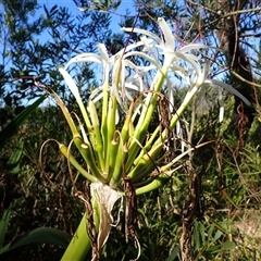 Crinum pedunculatum at suppressed - suppressed