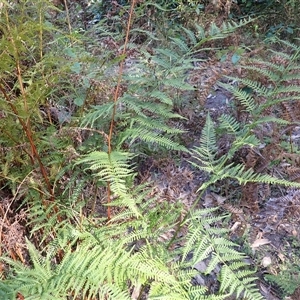 Pteris tremula (Tender Brake) at Termeil, NSW by plants