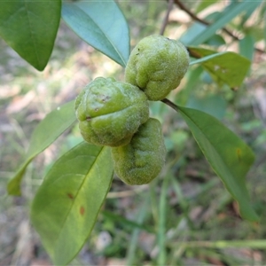 Pittosporum revolutum (Large-fruited Pittosporum) at Termeil, NSW by plants