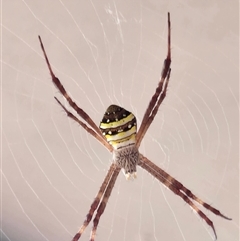 Argiope keyserlingi (St Andrew's Cross Spider) at Suffolk Park, NSW - 30 Dec 2024 by KMcCue