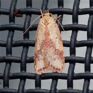 Garrha phoenopis (Garrha phoenopis) at Harrison, ACT by DPRees125