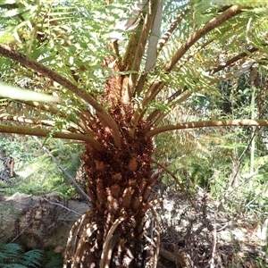 Cyathea australis subsp. australis at Ulladulla, NSW - suppressed