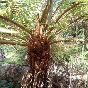 Cyathea australis subsp. australis (Rough Tree Fern) at Ulladulla, NSW by plants