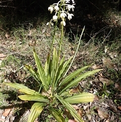 Calanthe triplicata (Christmas Orchid) at Termeil, NSW - 29 Dec 2024 by plants