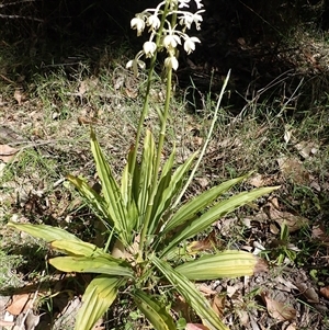 Calanthe triplicata at Termeil, NSW - suppressed