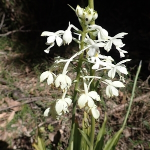 Calanthe triplicata at Termeil, NSW - 30 Dec 2024