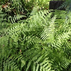 Hypolepis muelleri (Harsh Ground Fern, Swamp Bracken) at Ulladulla, NSW - 30 Dec 2024 by plants