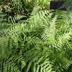 Hypolepis muelleri (Harsh Ground Fern, Swamp Bracken) at Ulladulla, NSW - 29 Dec 2024 by plants