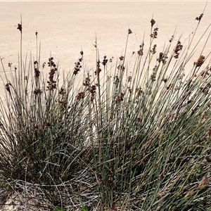 Juncus acutus subsp. acutus (Sharp Rush) at Termeil, NSW by plants