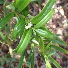 Santalum obtusifolium (Coastal Sandalwood) at Termeil, NSW - 29 Dec 2024 by plants