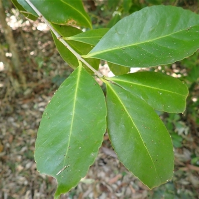 Elaeodendron australe var. australe (Red Olive Plum) at Narrawallee, NSW - 30 Dec 2024 by plants