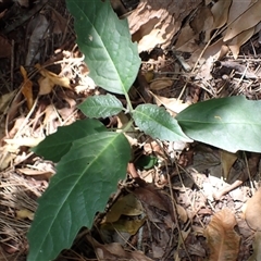 Clerodendrum tomentosum (Hairy Clerodendrum) at Narrawallee, NSW - 30 Dec 2024 by plants