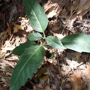 Clerodendrum tomentosum at Narrawallee, NSW - 30 Dec 2024