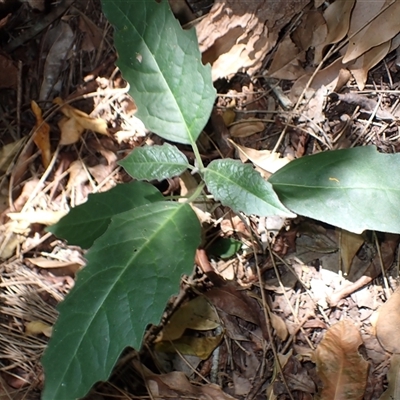 Clerodendrum tomentosum (Hairy Clerodendrum) at Narrawallee, NSW - 30 Dec 2024 by plants