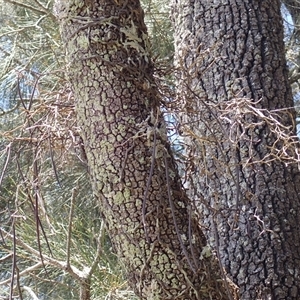 Dockrillia teretifolia at Narrawallee, NSW - suppressed