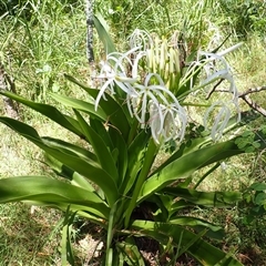 Crinum pedunculatum (Swamp Lily, River Lily, Mangrove Lily) at Narrawallee, NSW - 30 Dec 2024 by plants