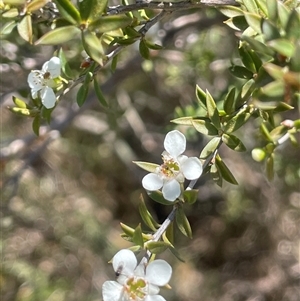 Leptospermum continentale at Binda, NSW - 29 Dec 2024 01:25 PM