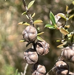 Leptospermum continentale at Binda, NSW - 29 Dec 2024