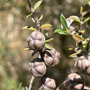 Leptospermum continentale at Binda, NSW - 29 Dec 2024